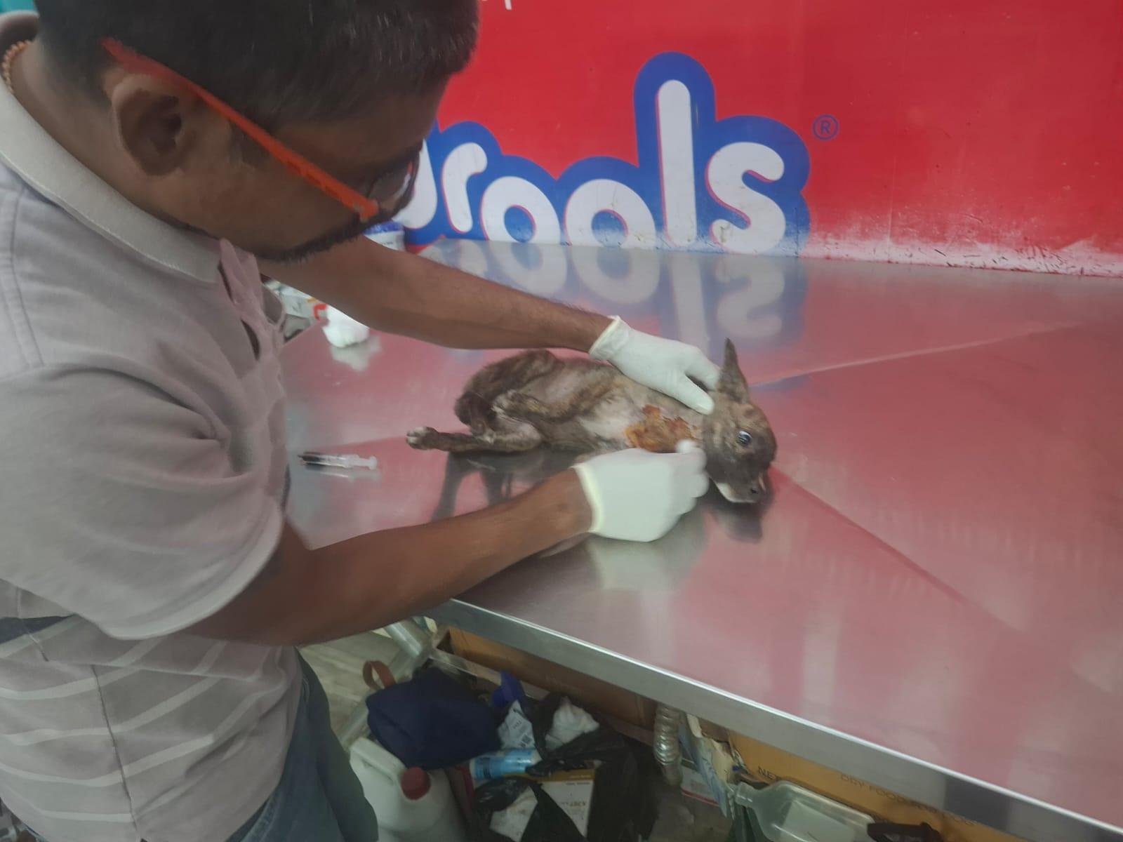 Chotu Neonatal Suture and Intensive Bottle Care