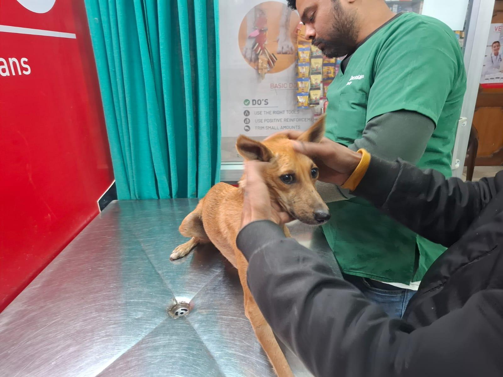 Dr. V. K. Singh examining rescued canine at Vet N Pet Clinic Prayagraj