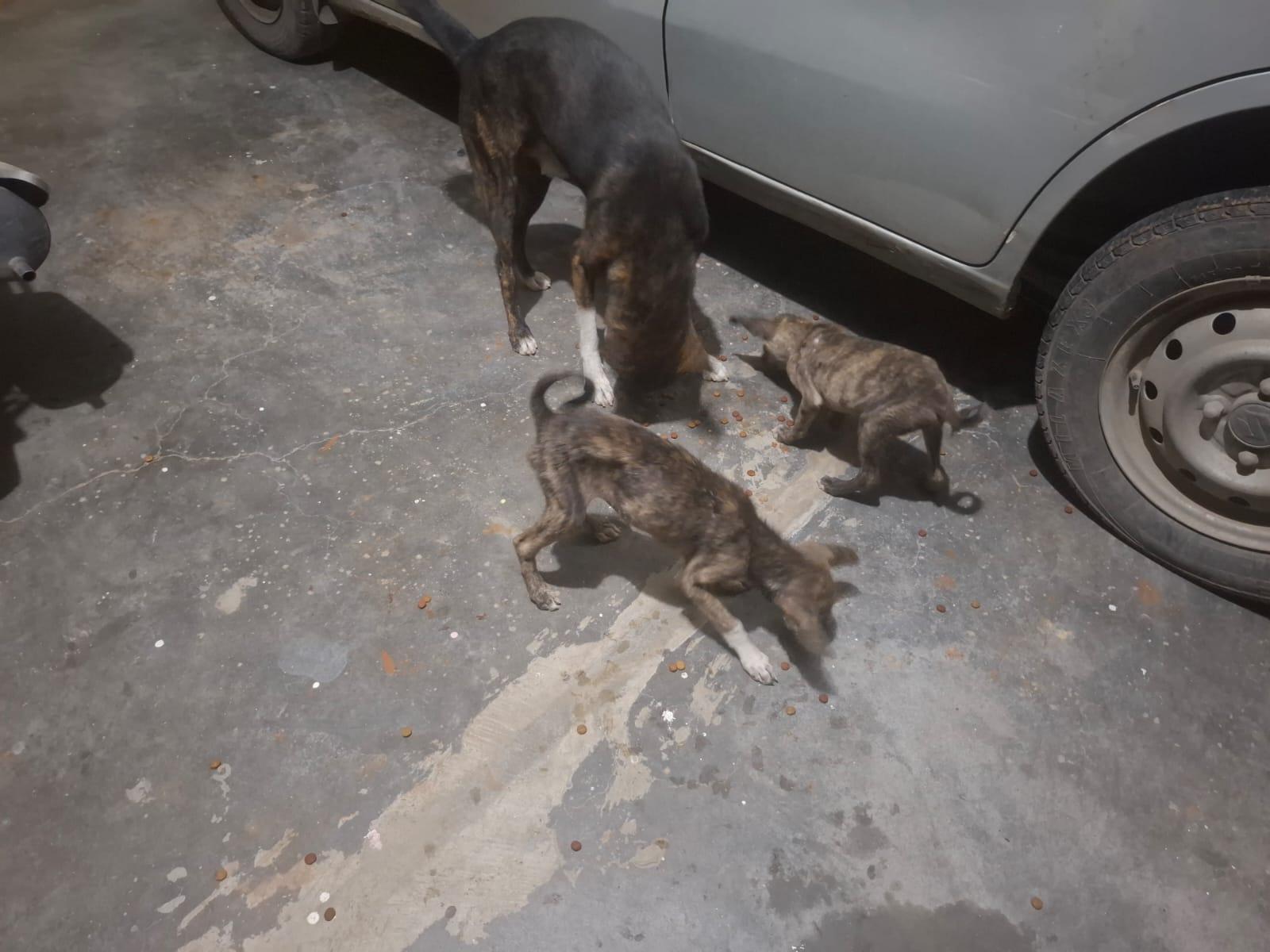 Prayagraj Shelter Courtyard Communal Feeding