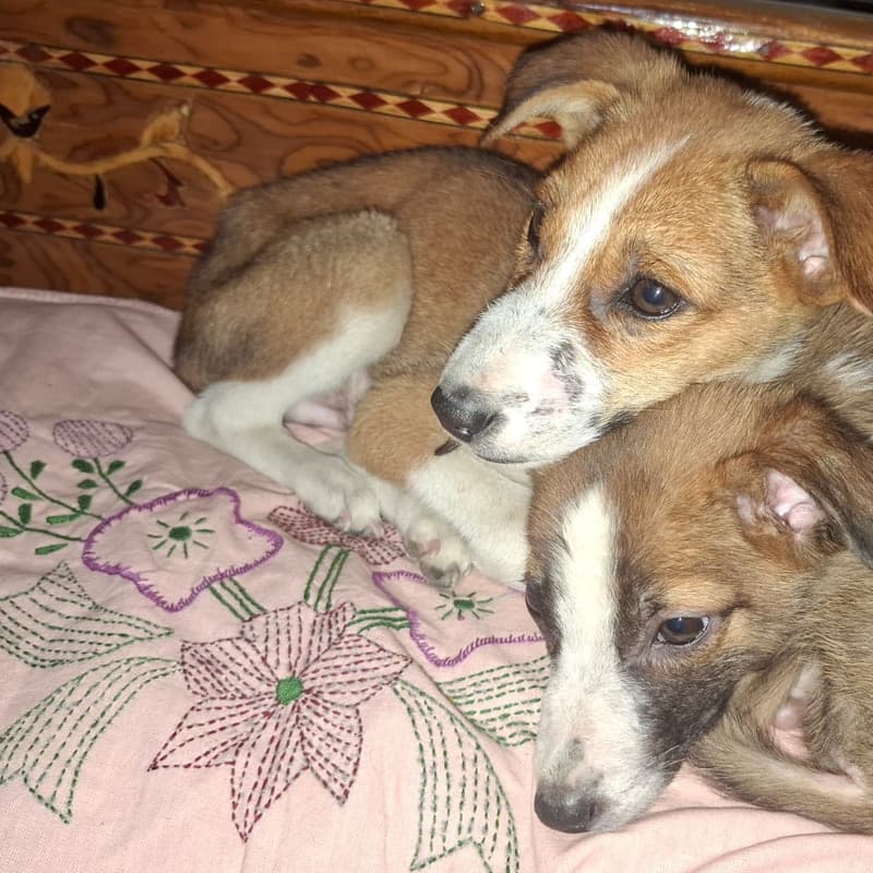 Bujo (KSF-CAN-001) - Rescued Canine at Kiran Singh Foundation